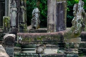 Angkor Temple with monkey, Siem Reap, Cambodia