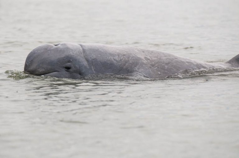 Irrawaddy-dolphin-Kratie