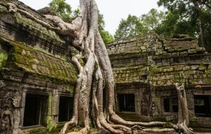 Ta Promh Temple, Siem Reap, Cambodia, Culture