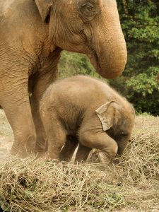 Mother & baby elephants on grass, Thailand