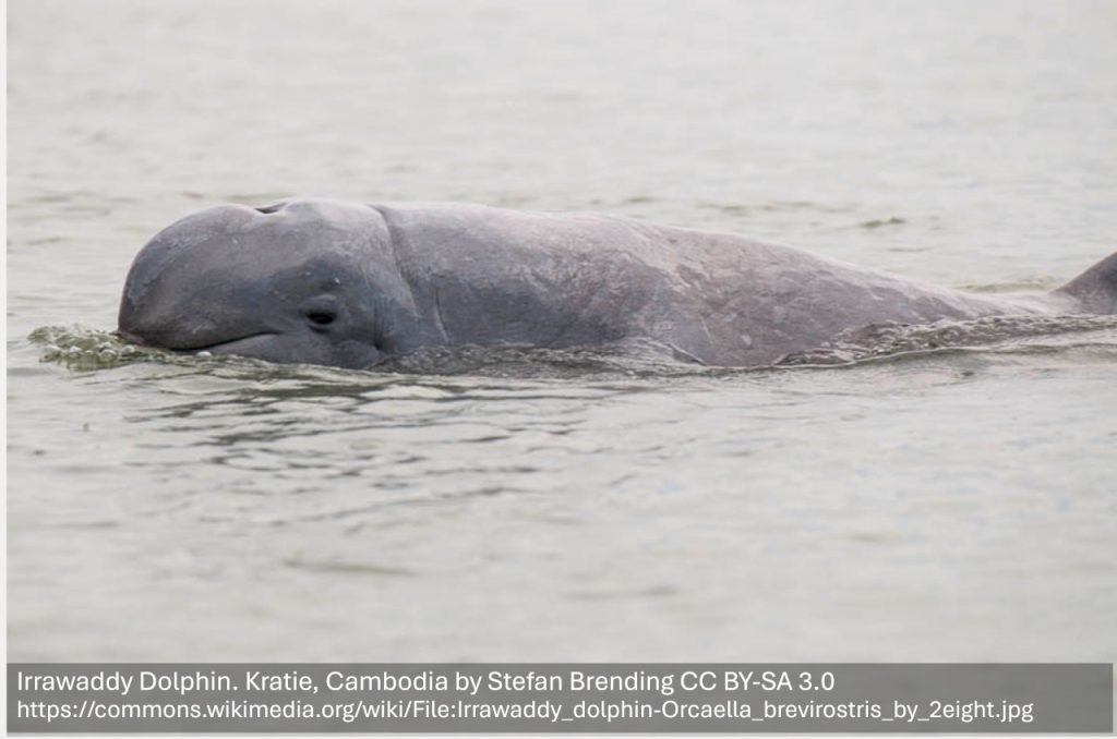 Irrawaddy Dolphin, Kratie, Cambodia